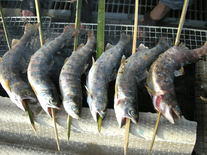 DSCN0725.jpg