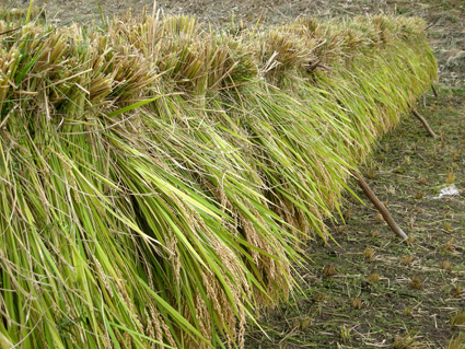DSCN3967.jpg