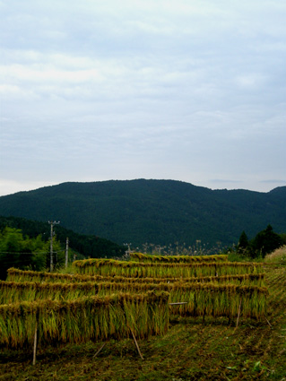 DSCN3982.jpg