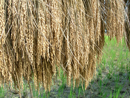 DSCN5686.jpg