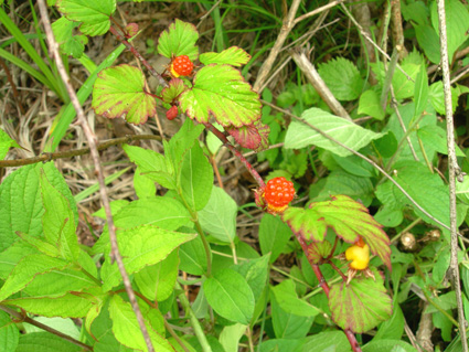 DSCN7422.jpg