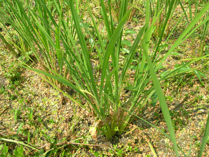 DSCN7693.jpg