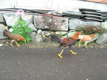 DSCN7708.jpg