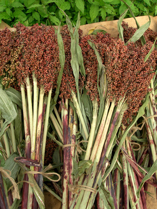 DSCN8030.jpg