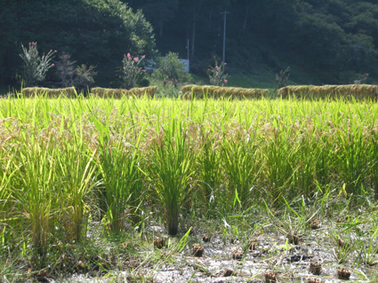DSCN8254.jpg