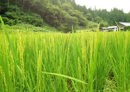 田んぼの様子 はさ掛けトラスト