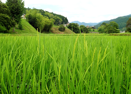 田んぼの様子 はさ掛けトラスト